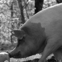Torino Film Festival 38 : Gunda – Film (2020)