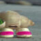 Festa del cinema di Roma : Marcel The Shell with Shoes On
