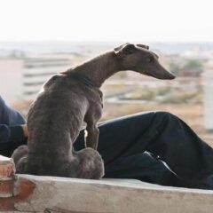 Black Dog – Film (2024)
